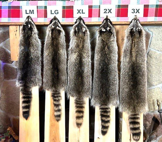 COON SIZES 2