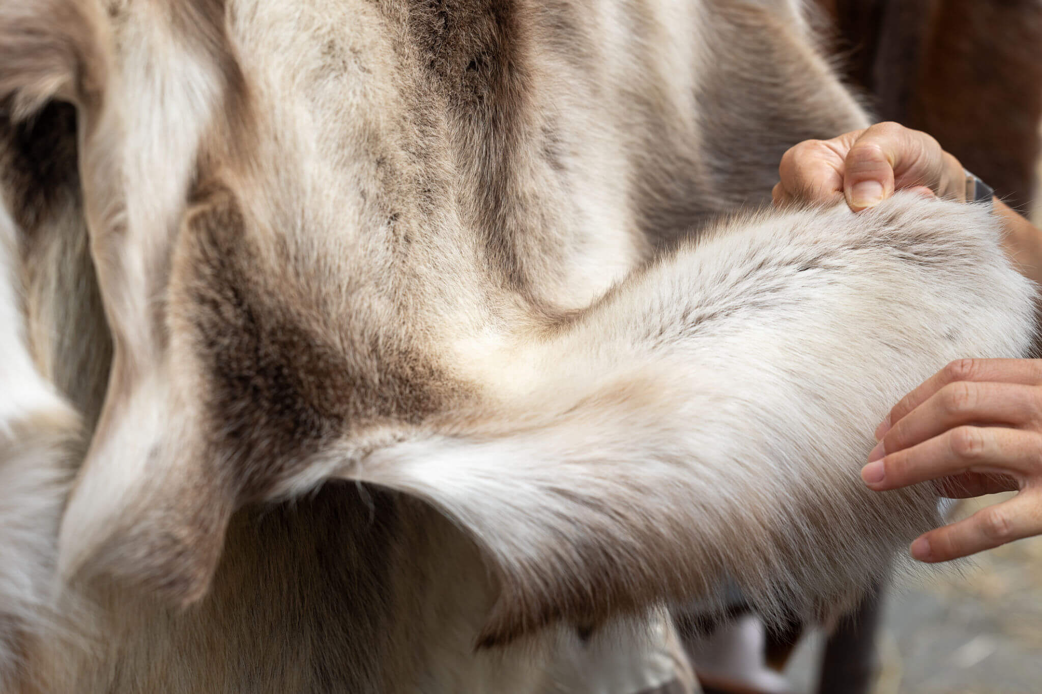 Close-up of hands touching animal hide