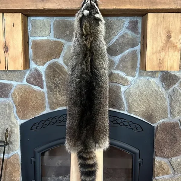Raccoon